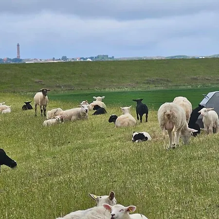 Zuhause Am Deich Vakantiehuis *